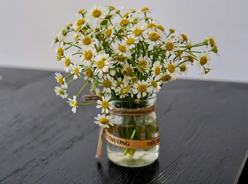 fresh chamomile flowers to represent a herb before it has dried but can still be used in spiritual practices.